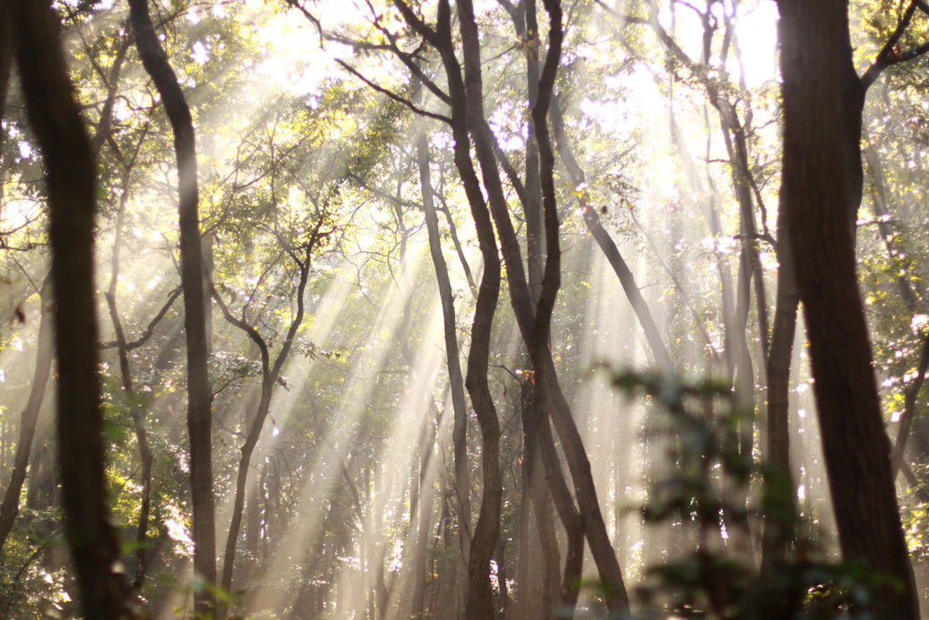 Drenched in forest Asahi
